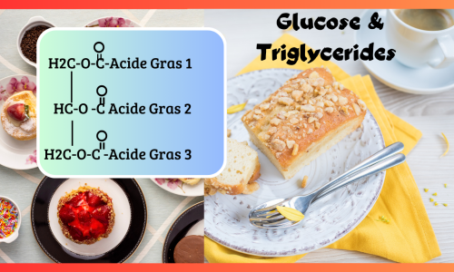 Métabolisme du glucose