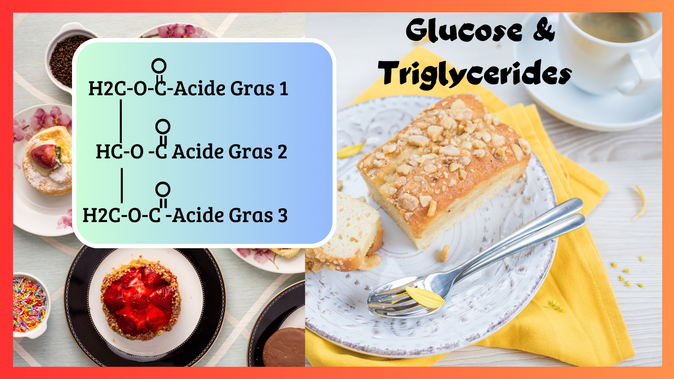 You are currently viewing Métabolisme du glucose