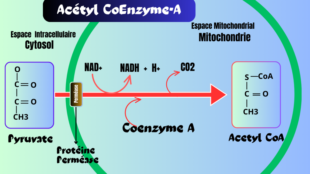 Acétyl-Coenzyme-A