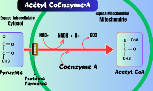 Acétyl-Coenzyme-A