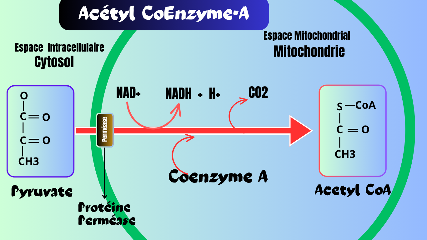 You are currently viewing Acétyl-Coenzyme-A