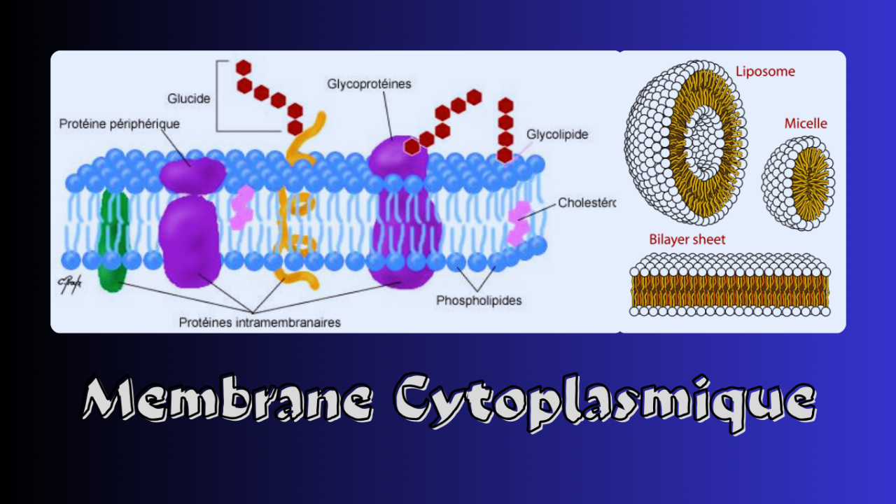 La membrane cellulaire