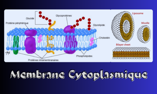 La membrane cellulaire