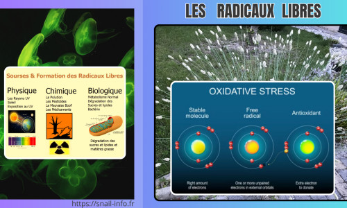 Les radicaux libres