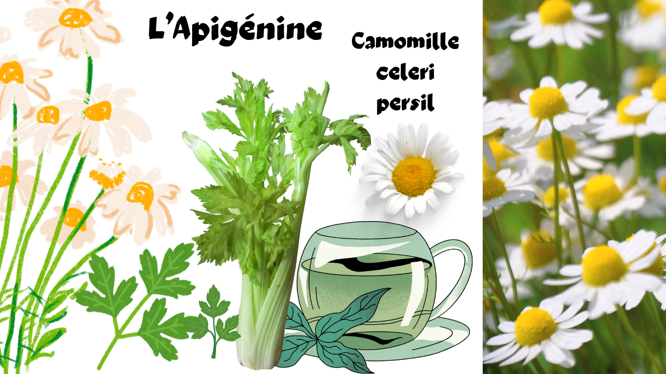 You are currently viewing Apigénine