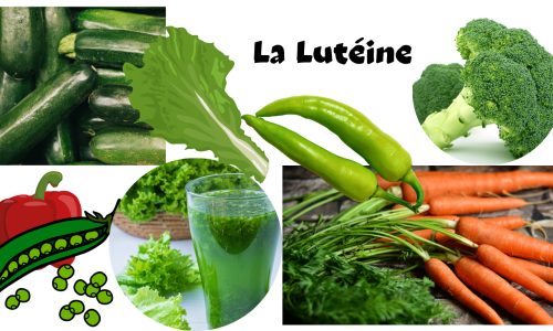 La lutéine