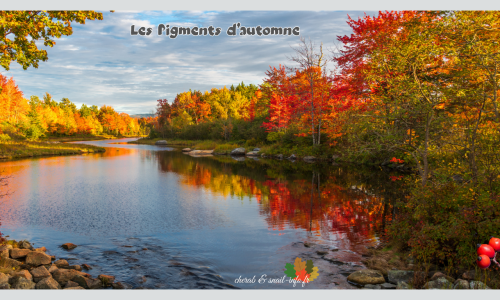 Pigments naturels des végétaux