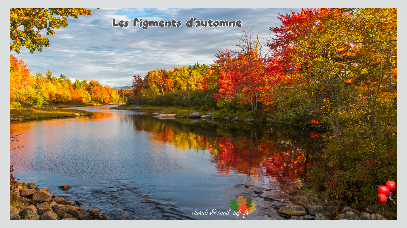 You are currently viewing Pigments naturels des végétaux