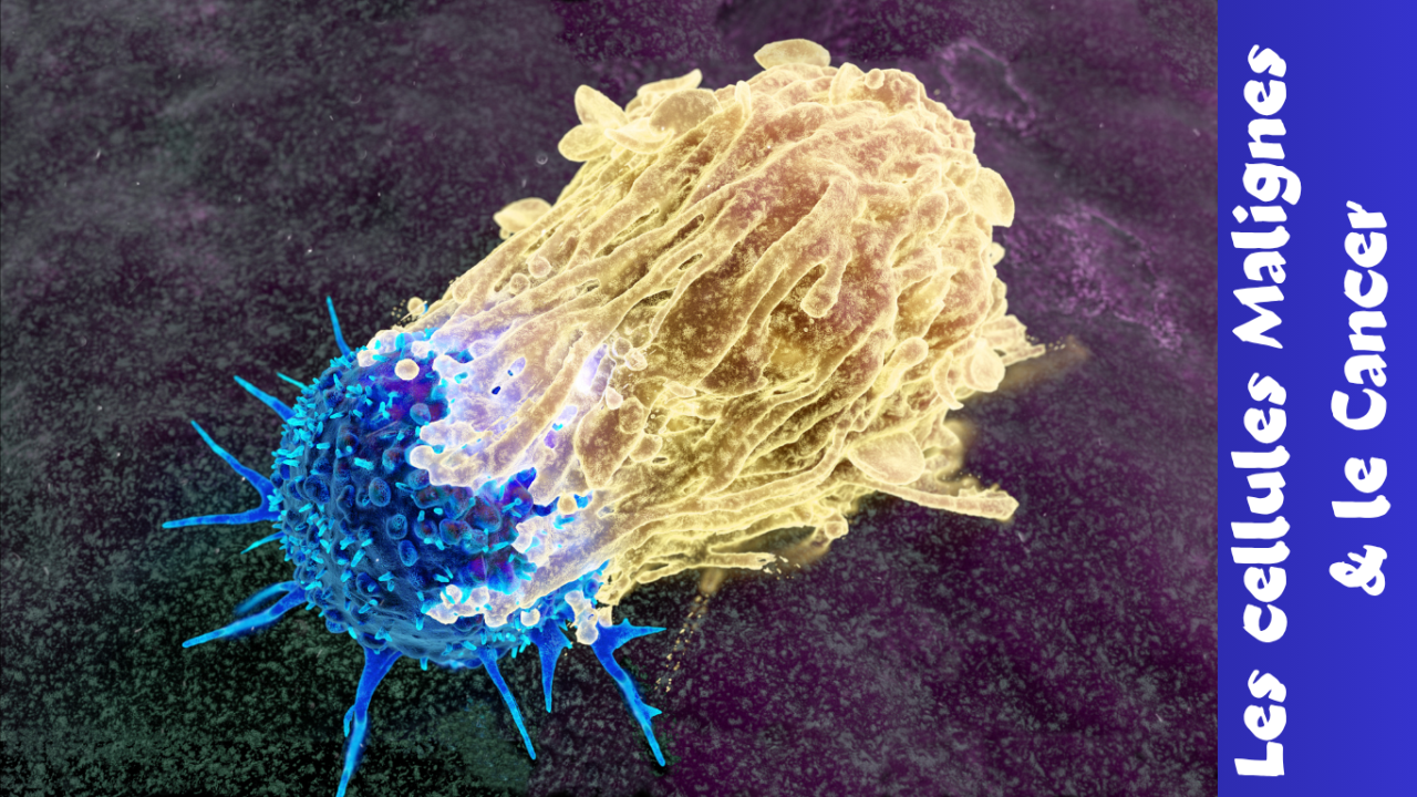 Les cellules Malignes
