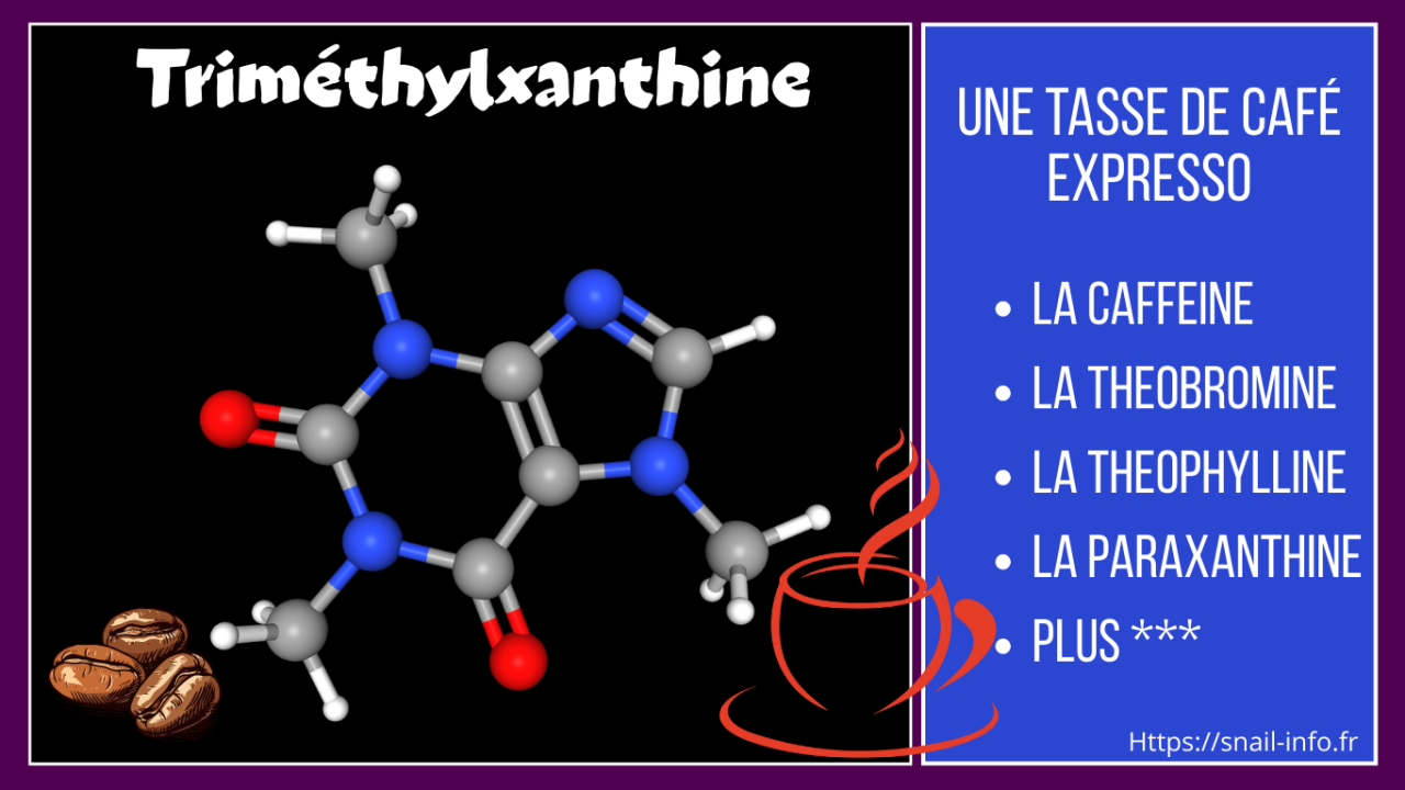 Diméthylxanthines (Caféine)