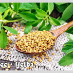 Fenugrec – حلبه -Hèlba