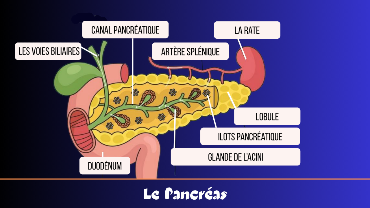 Les Enzymes Pancréatiques 
