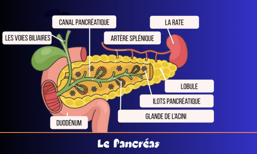 Les Enzymes Pancréatiques 