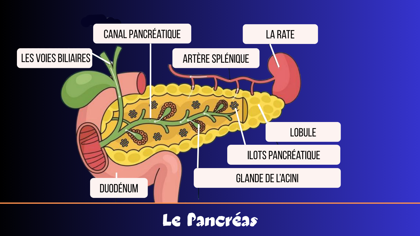 You are currently viewing Les Enzymes Pancréatiques 
