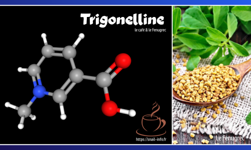 La trigonelline 