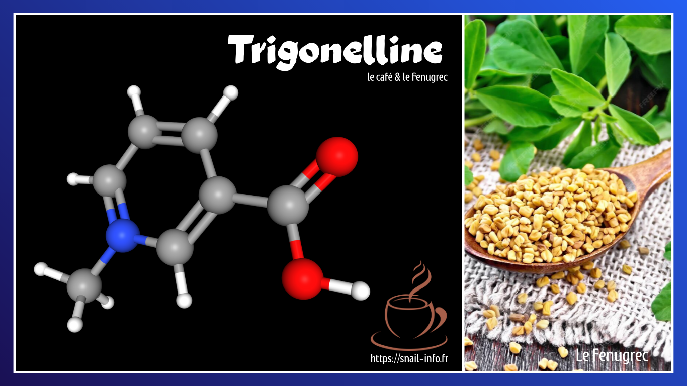 You are currently viewing La trigonelline 