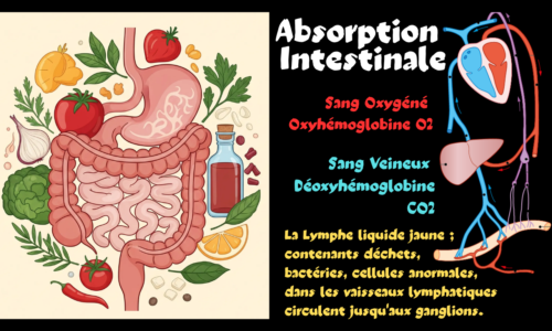 L&rsquo;Absorption intestinale