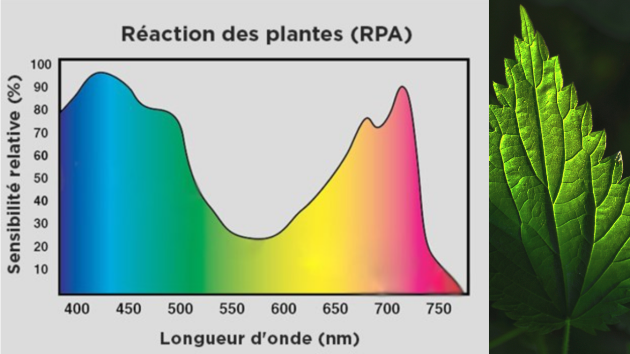 La Photosynthèse des plantes