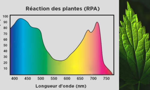 La Photosynthèse des plantes